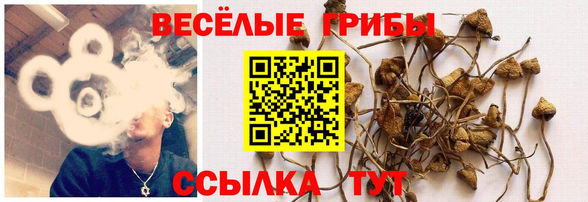Псилоцибиновые грибы Psilocybine cubensis  Вход с VPN  Заводоуковск  Галлюциногенные грибы прущие грибы 